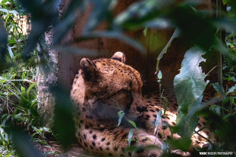 Cheetah Zoo Negara