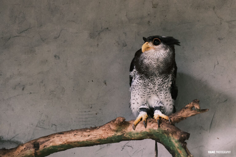 Owl - KL Bird Park - Bird Photography