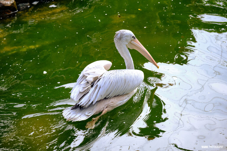 Pelican KL Bird Park