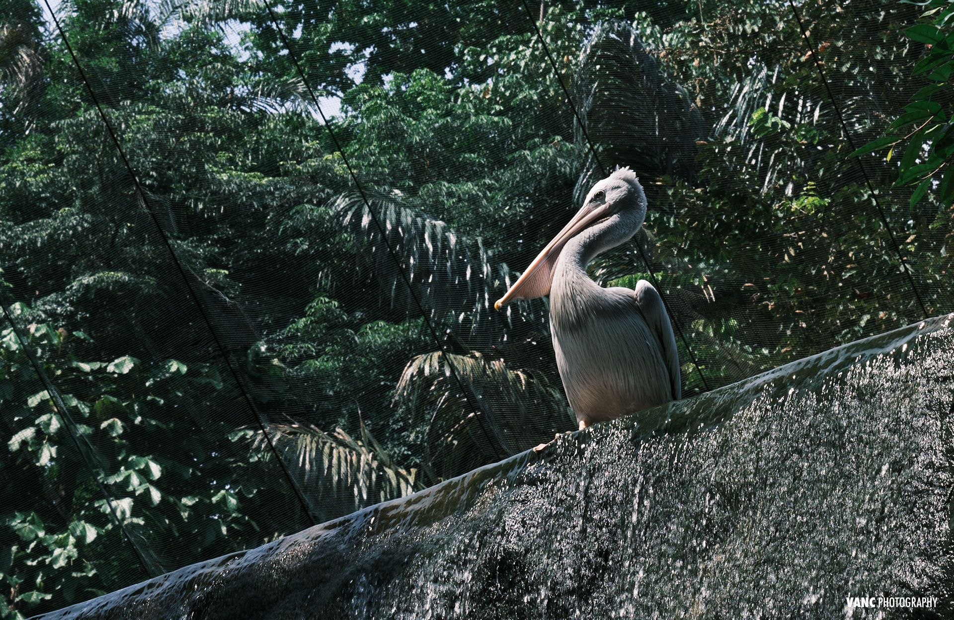 Pelican @ KL Bird Park - Bird Photography