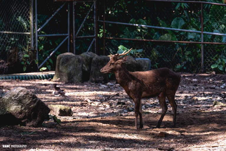 Deer Zoo Negara