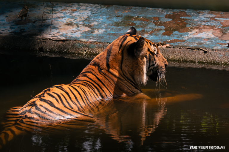 Bengal Tiger Zoo Negara