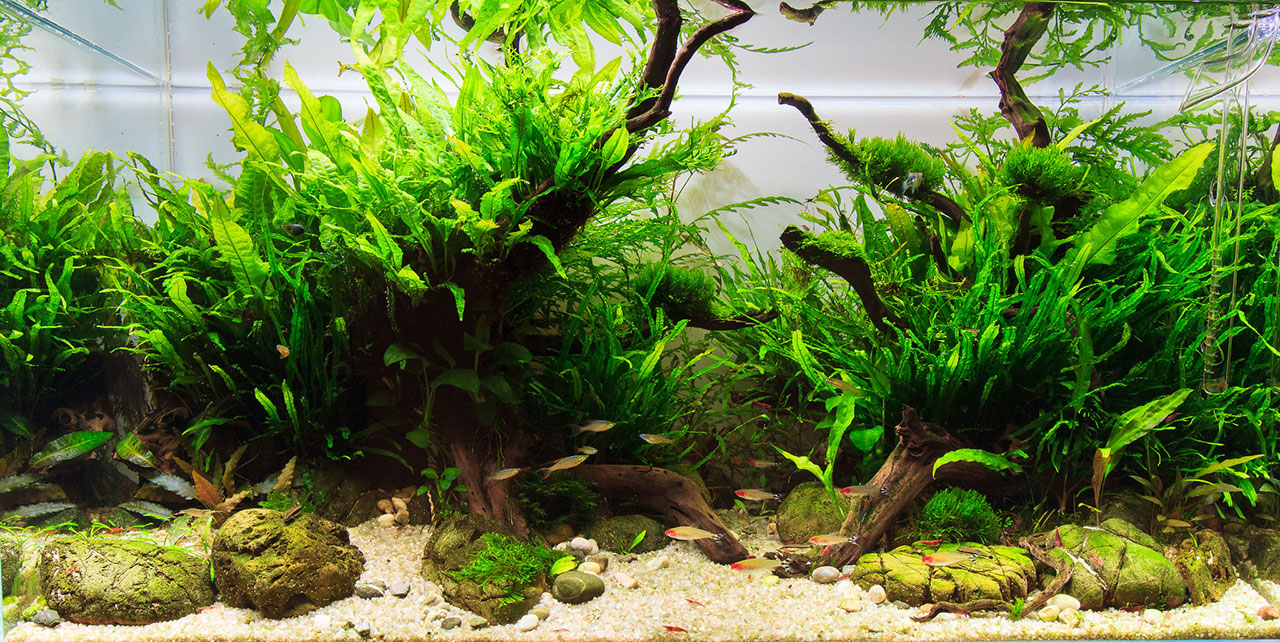 tropical tank scaping forex