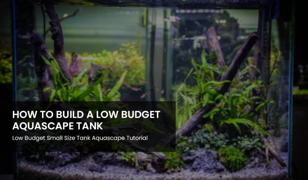 Build Low Budget Aquascape Tank