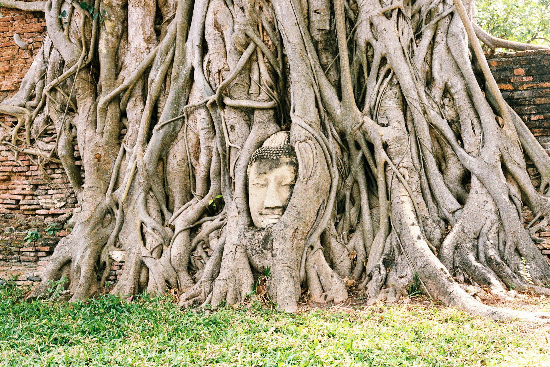 Ayutthaya Buddha Head Statue Tree Root Fuji S400