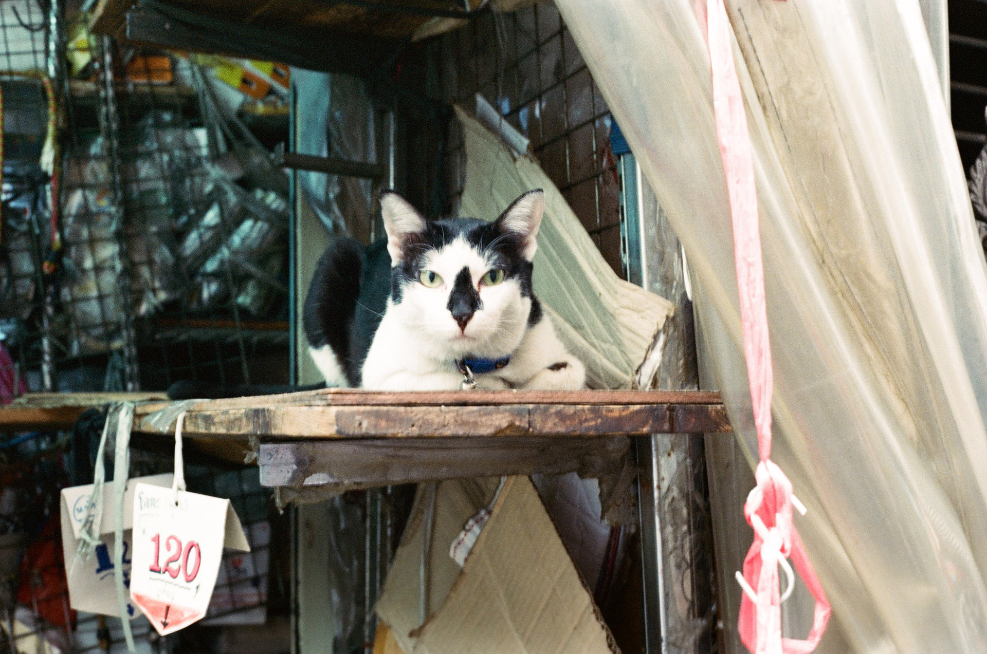 Cat in Bangkok - Eastman 5219