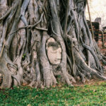 Buddha Statue Head Under Tree Root