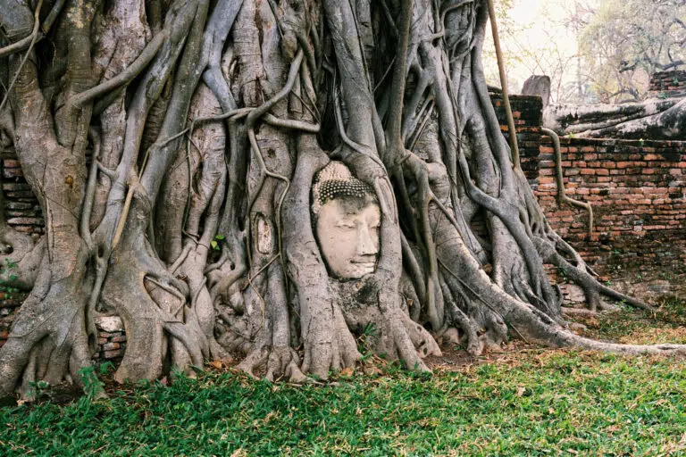 Buddha Statue Head Under Tree Root